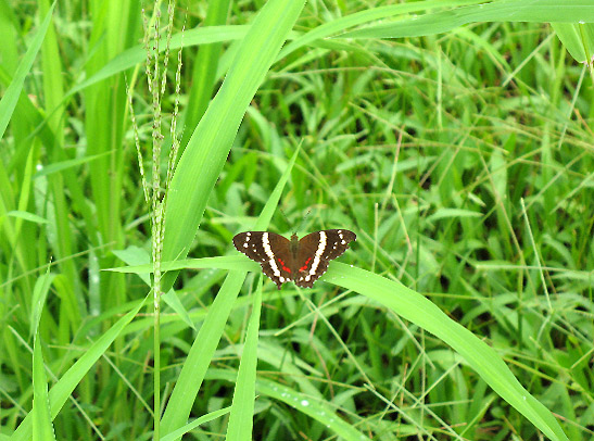 Costa Rican butterfly, 1st picture