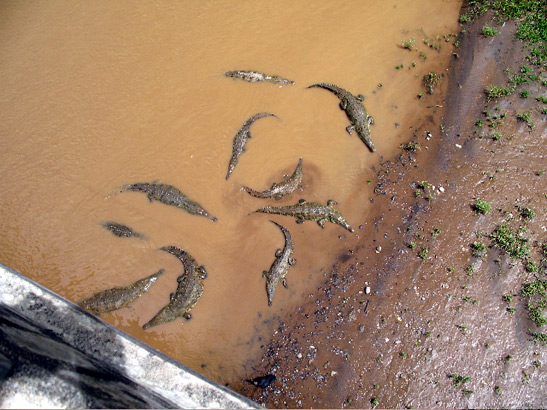 overhead view of crocodiles on river bank