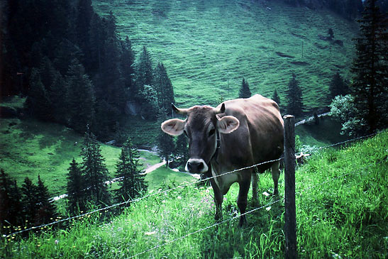 cow on a hillside pasture, Switzerland