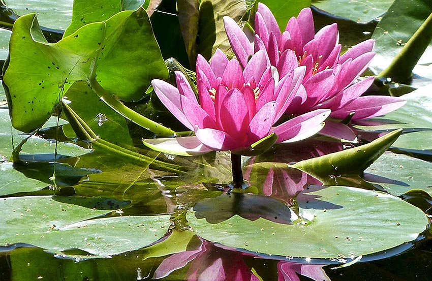 lotus flowers at Lotusland