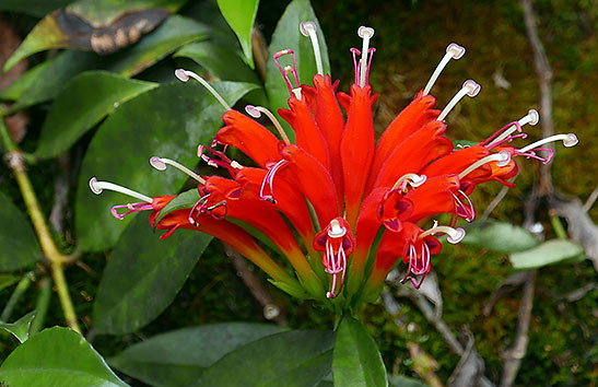 red flower at Buddha's Cup coffee plantation