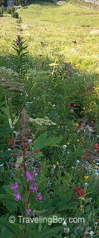 wild flowers on Glacier Peak