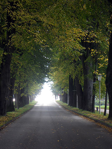 allee of trees lining the roadway near the Mondsee Cjhurch