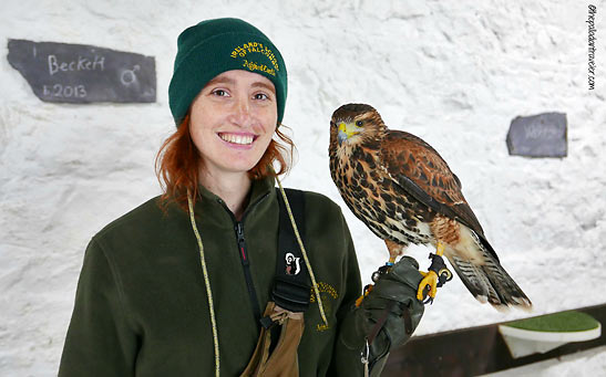 falconry instructor Jamie and Lima - a Peruvian Harris's hawk