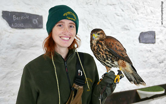 falconry instructor Jamie and hawl Lima