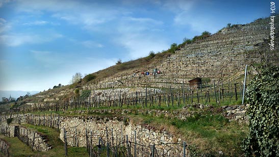 Wachau Valley vineyards