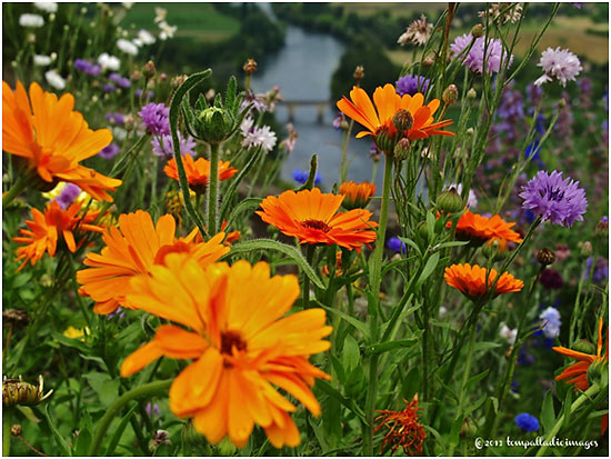 flowers, Chateau Saint Jacques Calon, Montagne, France