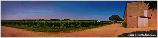 vineyard in Montagne