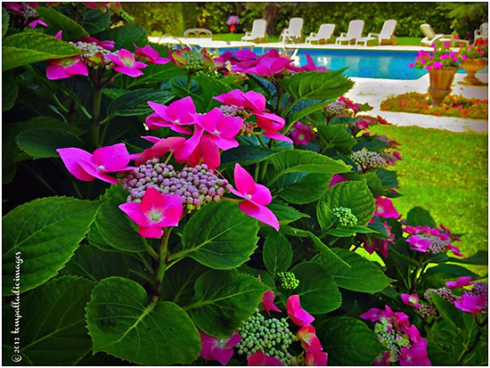 flowers at poolside, Chteau Saint Jacques Calon