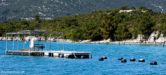 oyster farming at the Bay of Mali Ston