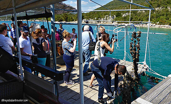 visitors at one of the oyster beds at  Mali Ston