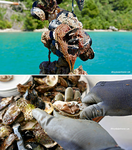 harvesting oysters