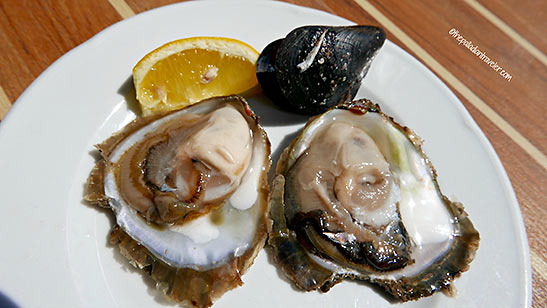 a pair of oysters