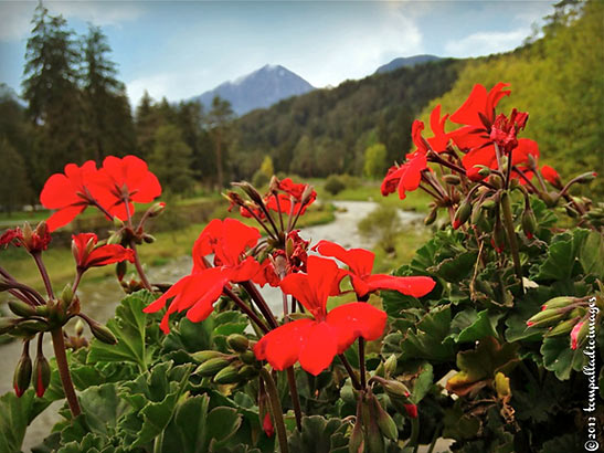 flowers along a stream, Trentino region, Italy
