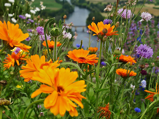 flowers in Domme with the Dordogne River in the background