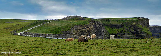 cattle herd at the Cliffs of Moher