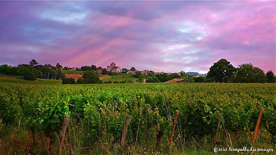 vineyard in the village of Montagne, Southwestern France, at dusk