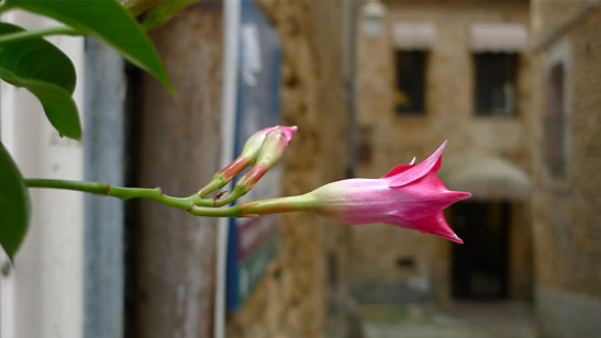 buddiing flower, Sarlat-la-Caneda, southwestern France