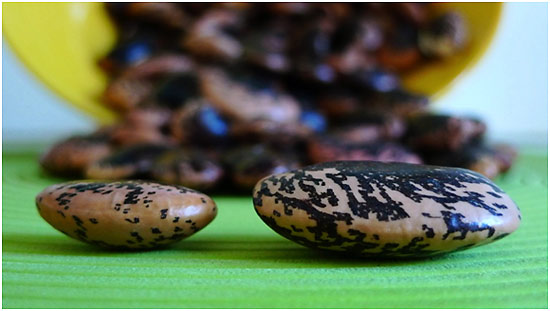 dried Italian fagioli del moro di Norcia beans