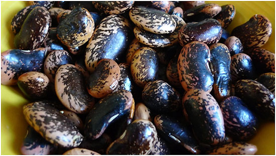 Italian fagioli del moro di Norcia beans in a bowl