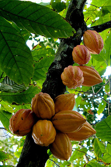 cacao  tree