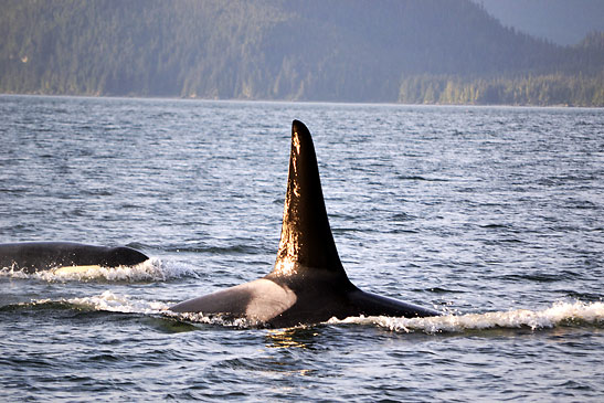 a pair of orcas