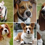 5 best dogs for first-time owners