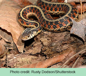 red-sided garter snake
