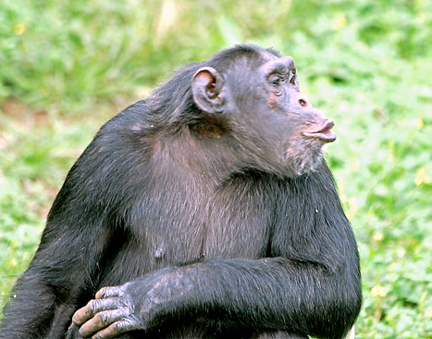 Chimps Ahoy: In Search of a Brother in Arms… - Traveling Boy