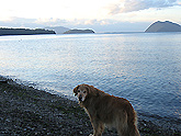 dog on Samish Island