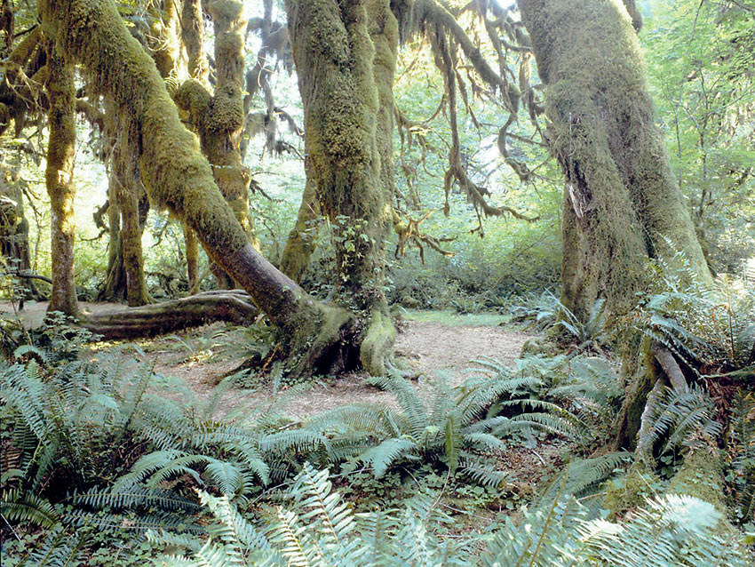 Quinault Rainforest