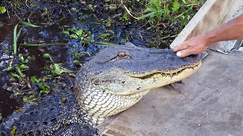 Jeremy petting an alligator