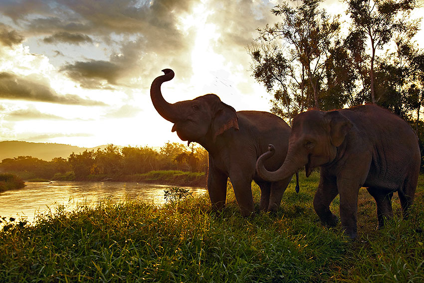 elephants at Camp Dara