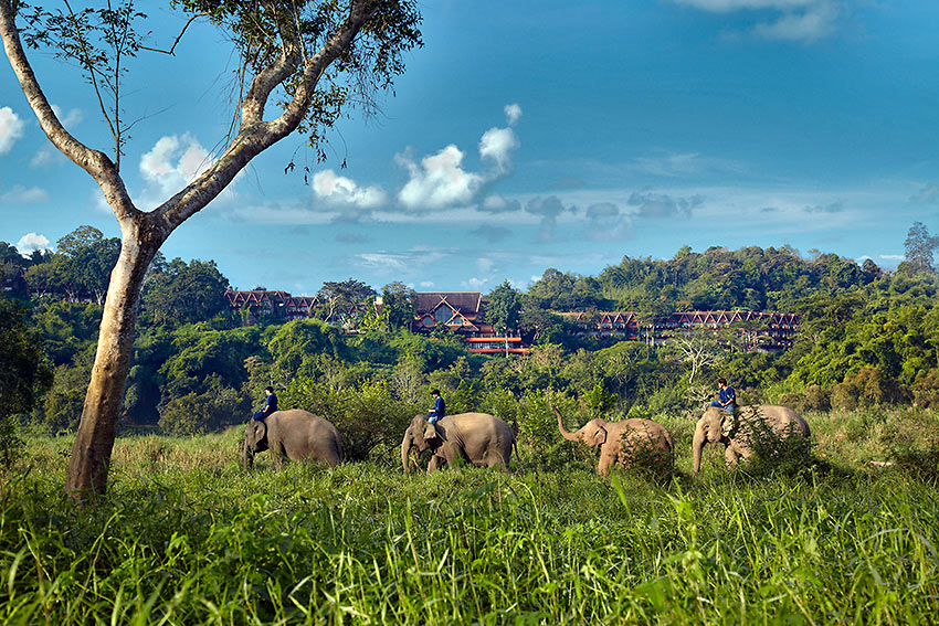 elephants at Camp Dara
