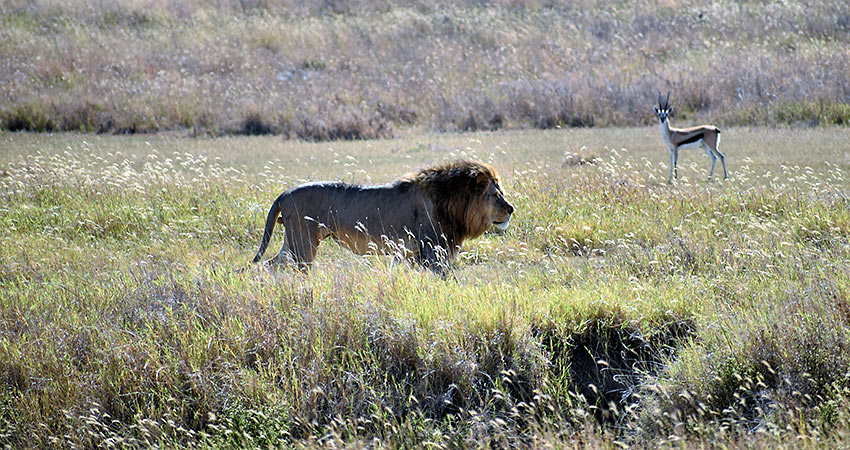 lion and gazelle at Ngorongoro Conservation Area