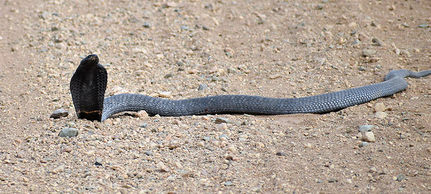 spitting black cobra in the middle of the road