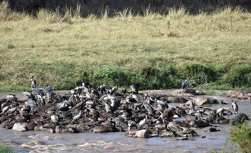 vultures feasting on dead wildebeests at the Mara River crossing