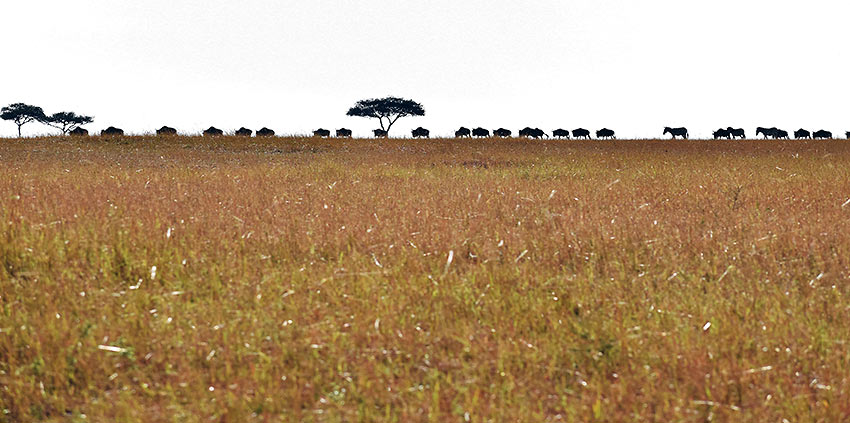wildebeest herd on the move