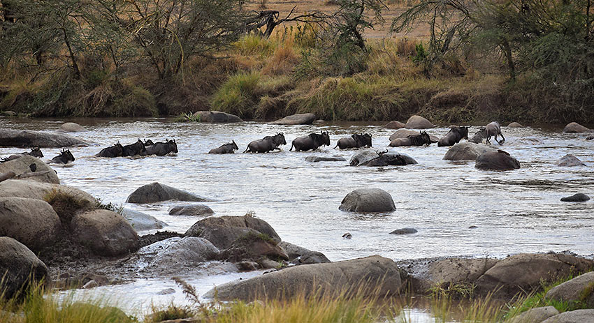 wildebeest river crossing