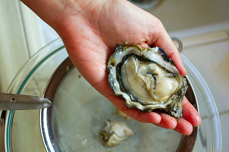 shucking an oyster