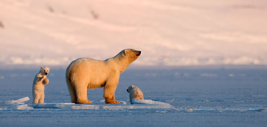 polar bear and cubs at Svalbard, Norway