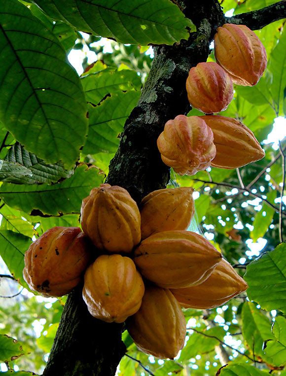 cacao pods on a tree