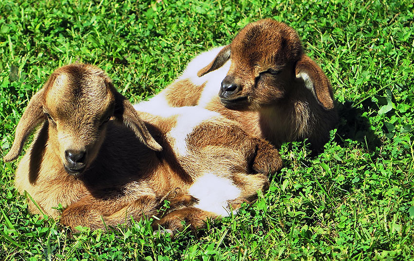 baby goats