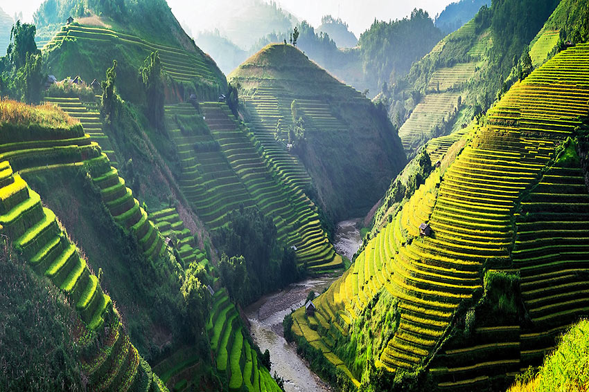 rice terraces, Vietnam