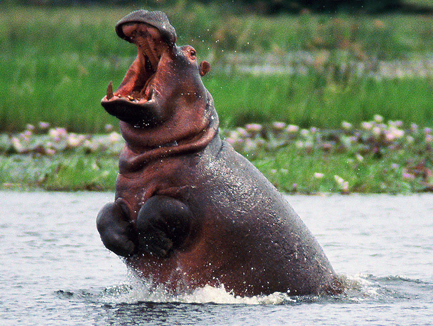 hippopotamus jumping out of the water