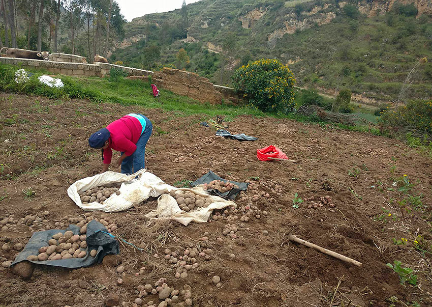 planting potatoes in Huaricolca
