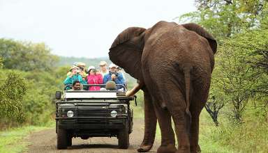 tourists encounter an elephant