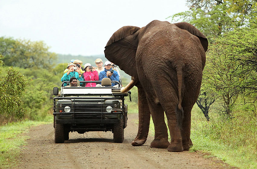 tourists encounter an elephant