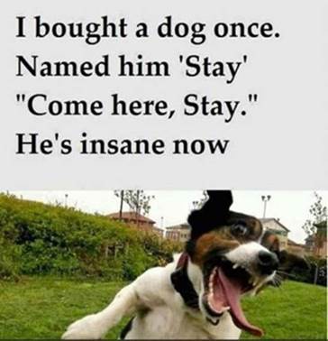 insane dog