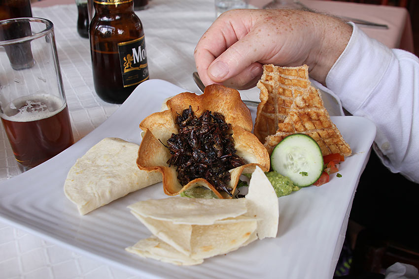 grilled grasshoppers in a tortilla